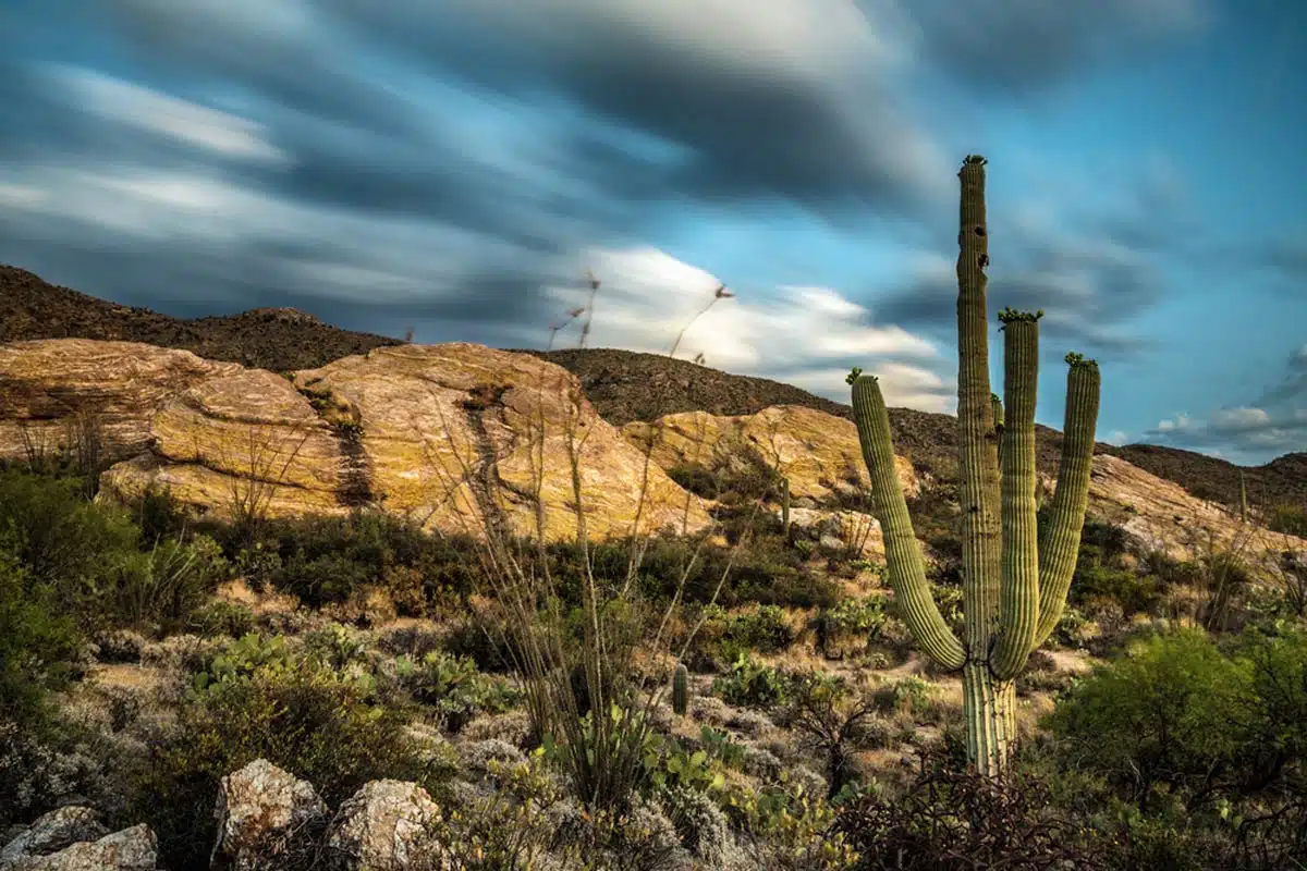 Javelina Rocks in Saguaro National Park