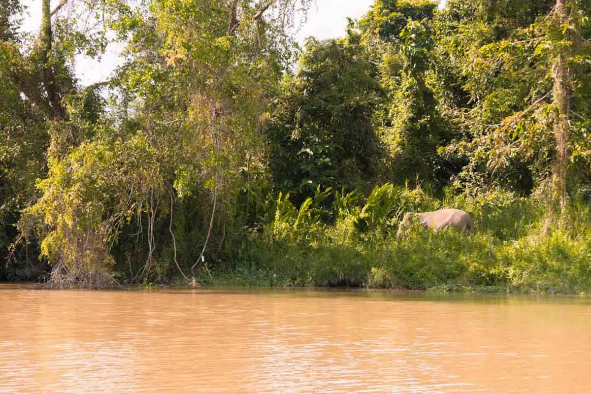 Kinabatangan River Excursion Borneo