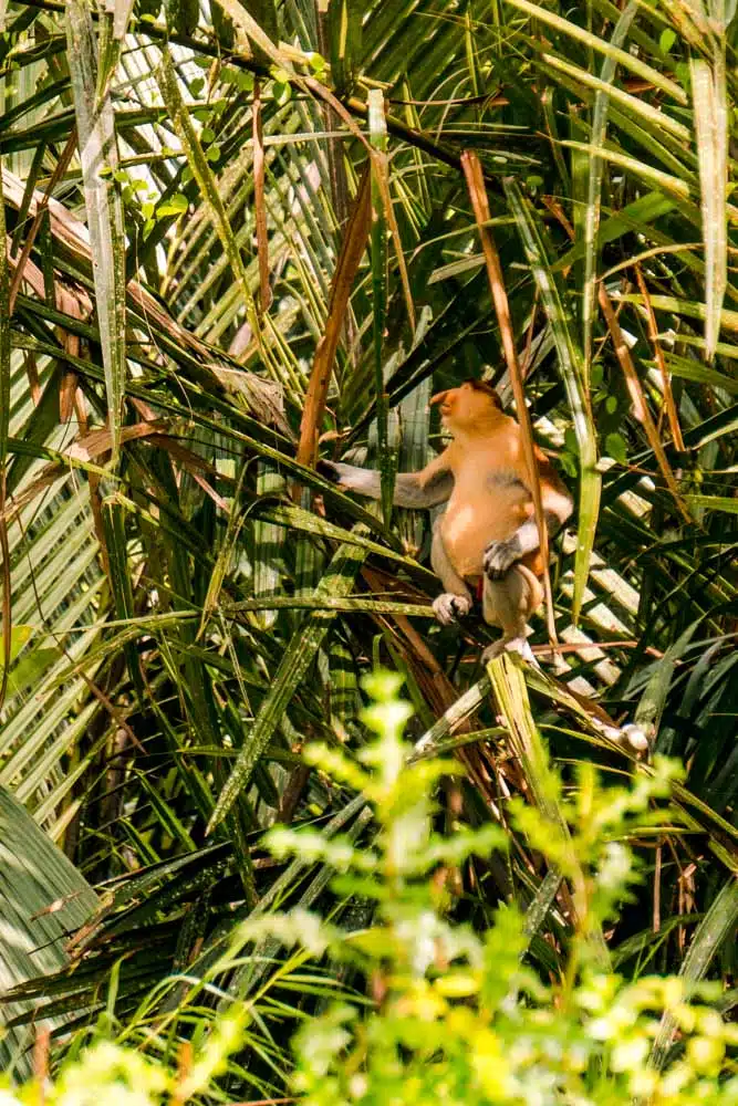 Kinabatangan River Excursion Borneo