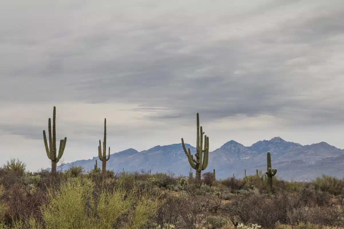 Loma Verde Loop Trail