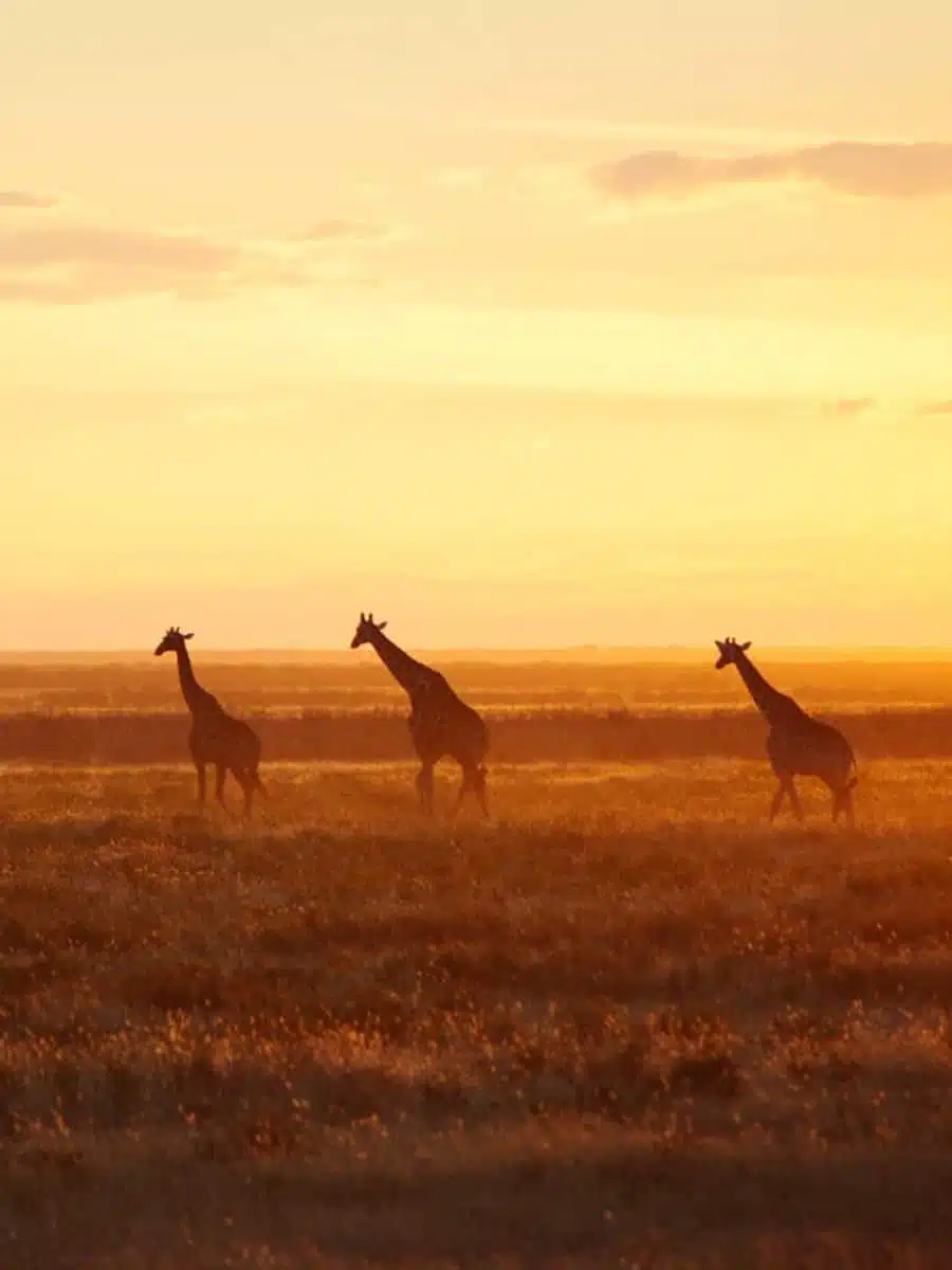 Masai Mara