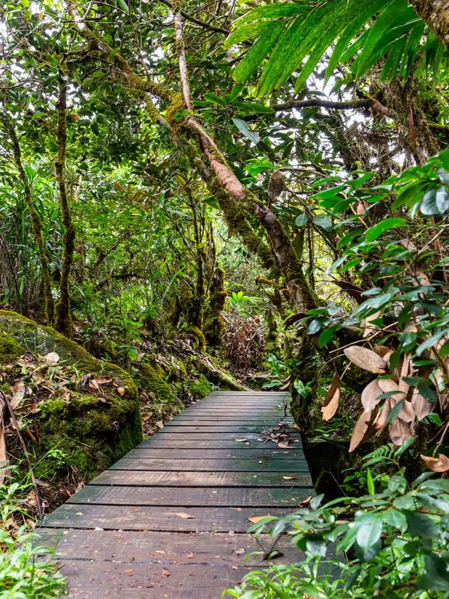 Morne Blanc Trail