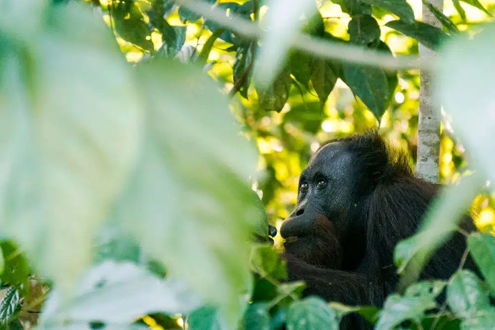 Orangutan Borneo2