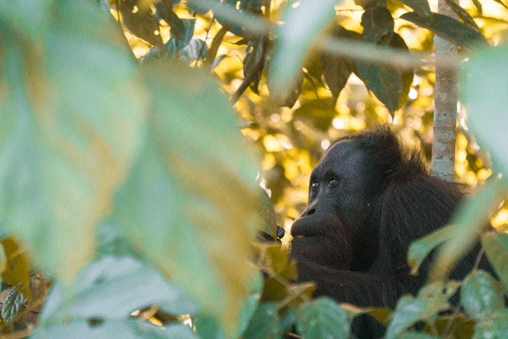 Orangutan Borneo4