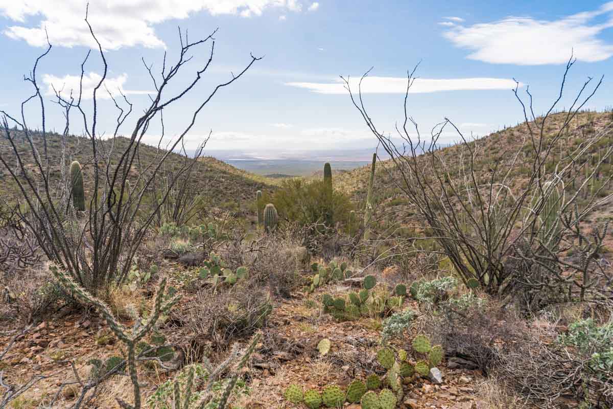 Saguaro National park