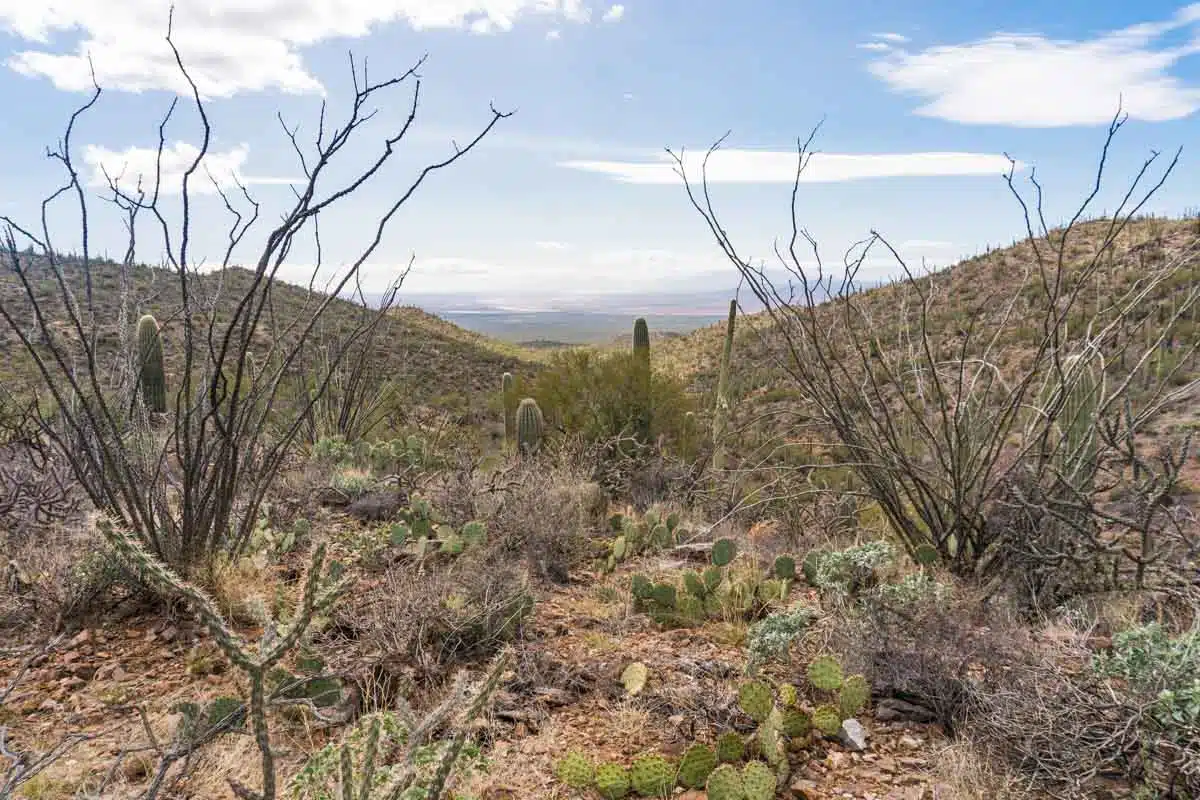 Saguaro National park