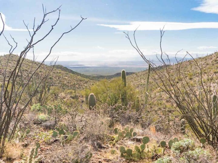 Saguaro National Park Camping Guide — The Discoveries Of