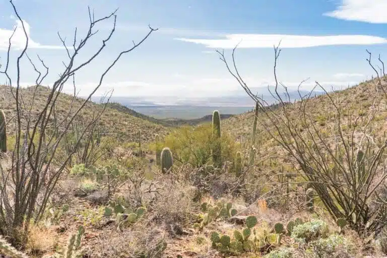 Saguaro National Park Camping Guide: Best Campgrounds + Practical Tips