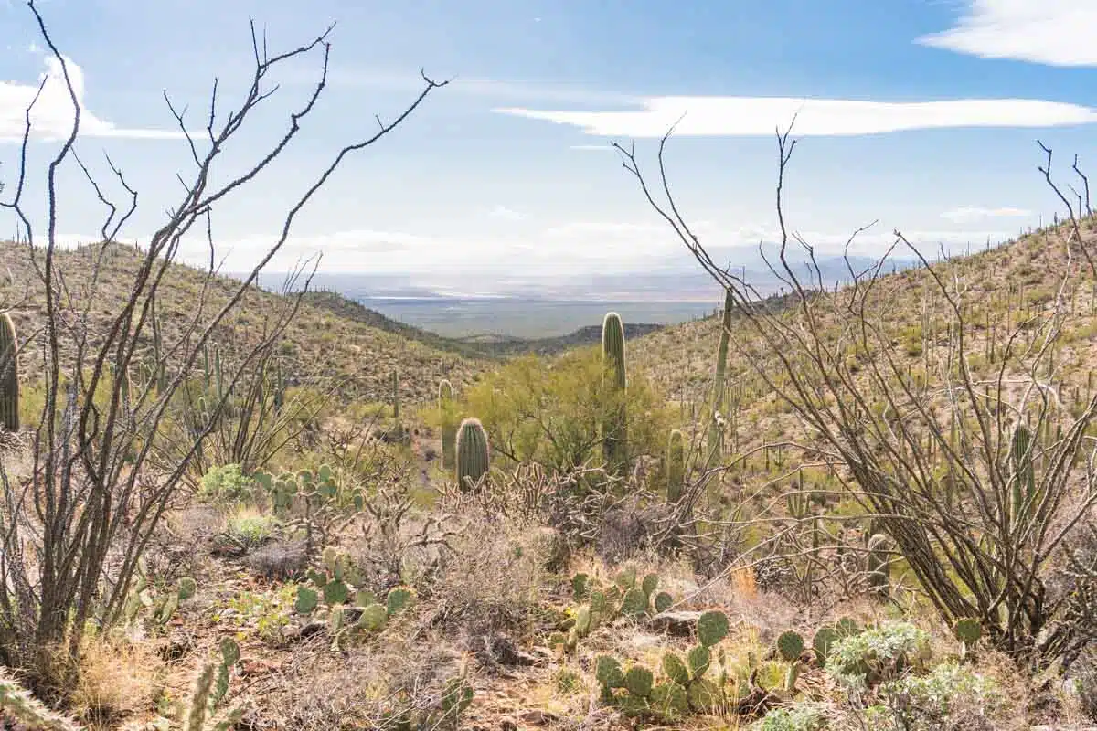 Saguaro National Park Tucson