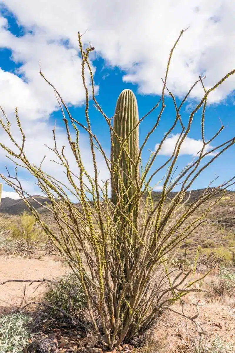 Saguaro