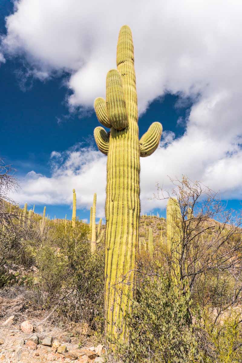 Saguaro National Park Tucson