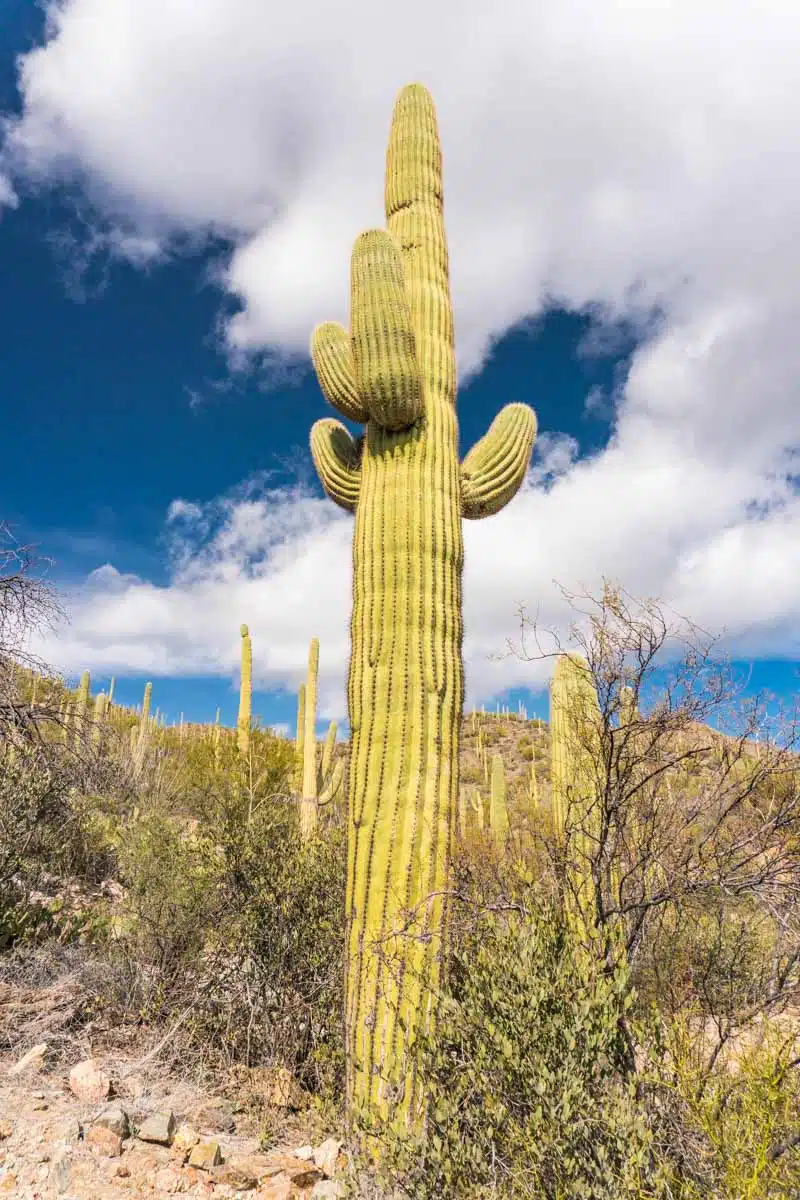 Saguaro National Park Tucson