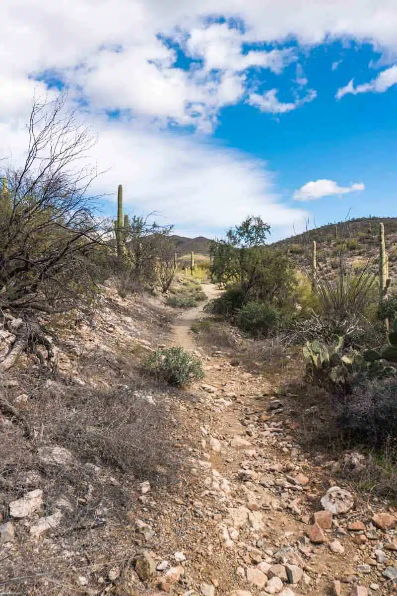 Saguaro National Park Tucson