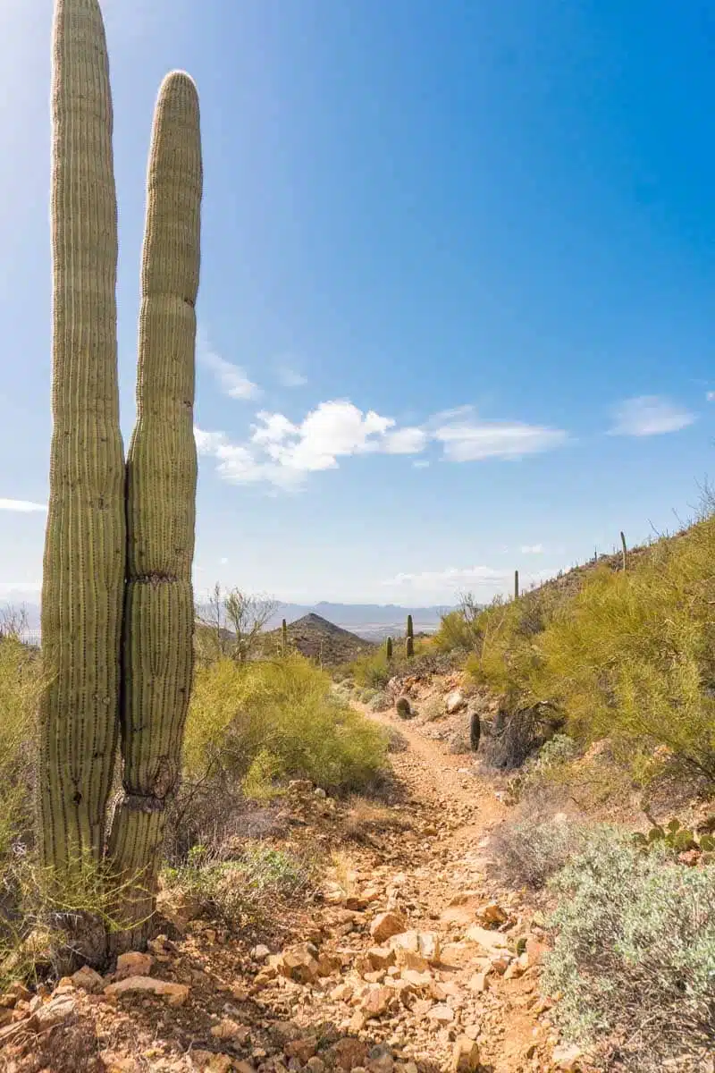 Saguaro National Park Tucson