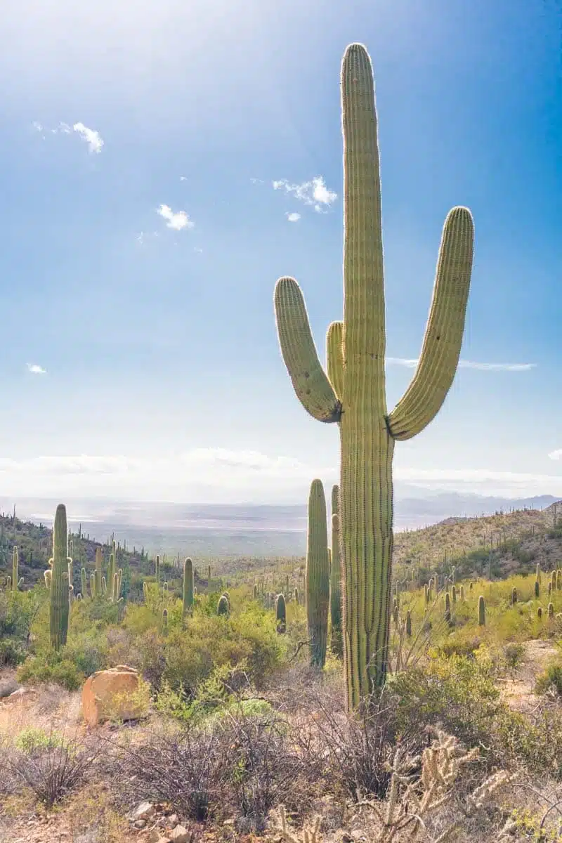 Saguaro National Park