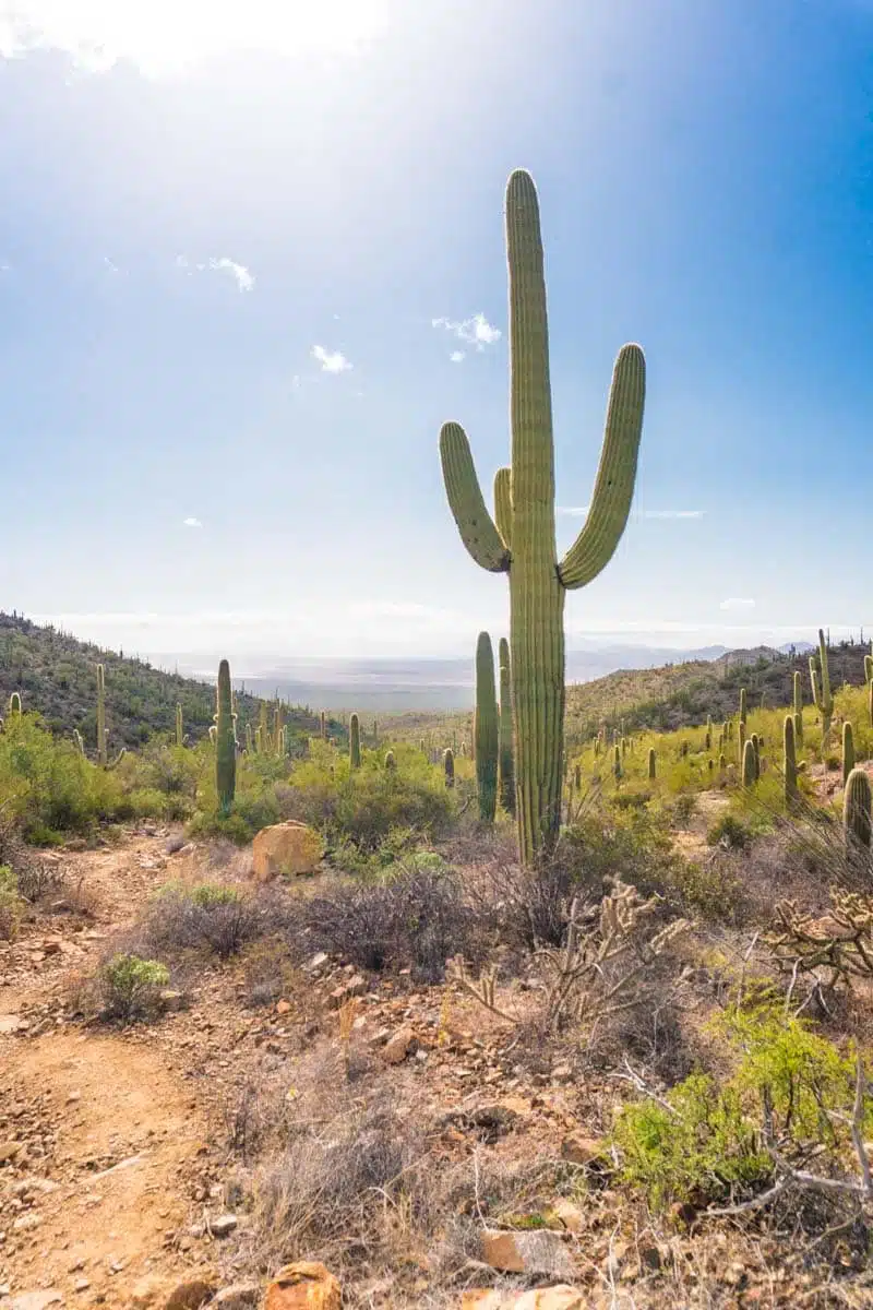 Saguaro National Park