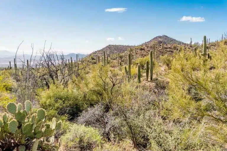 Discover Saguaro National Park West: A Tucson Jewel