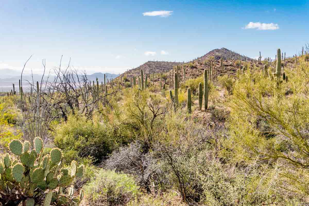 Saguaro National Park