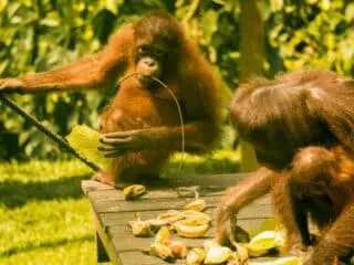 Sepilok Orangutan Sanctuary Borneo