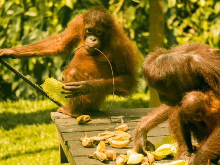 The Best Things to do in Sabah, Borneo: 14 Treasures in The Land Below the Wind