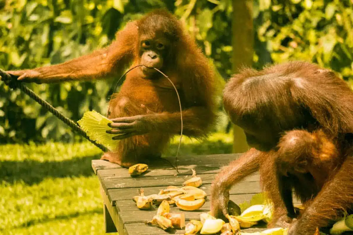 Sepilok Orangutan Sanctuary Borneo