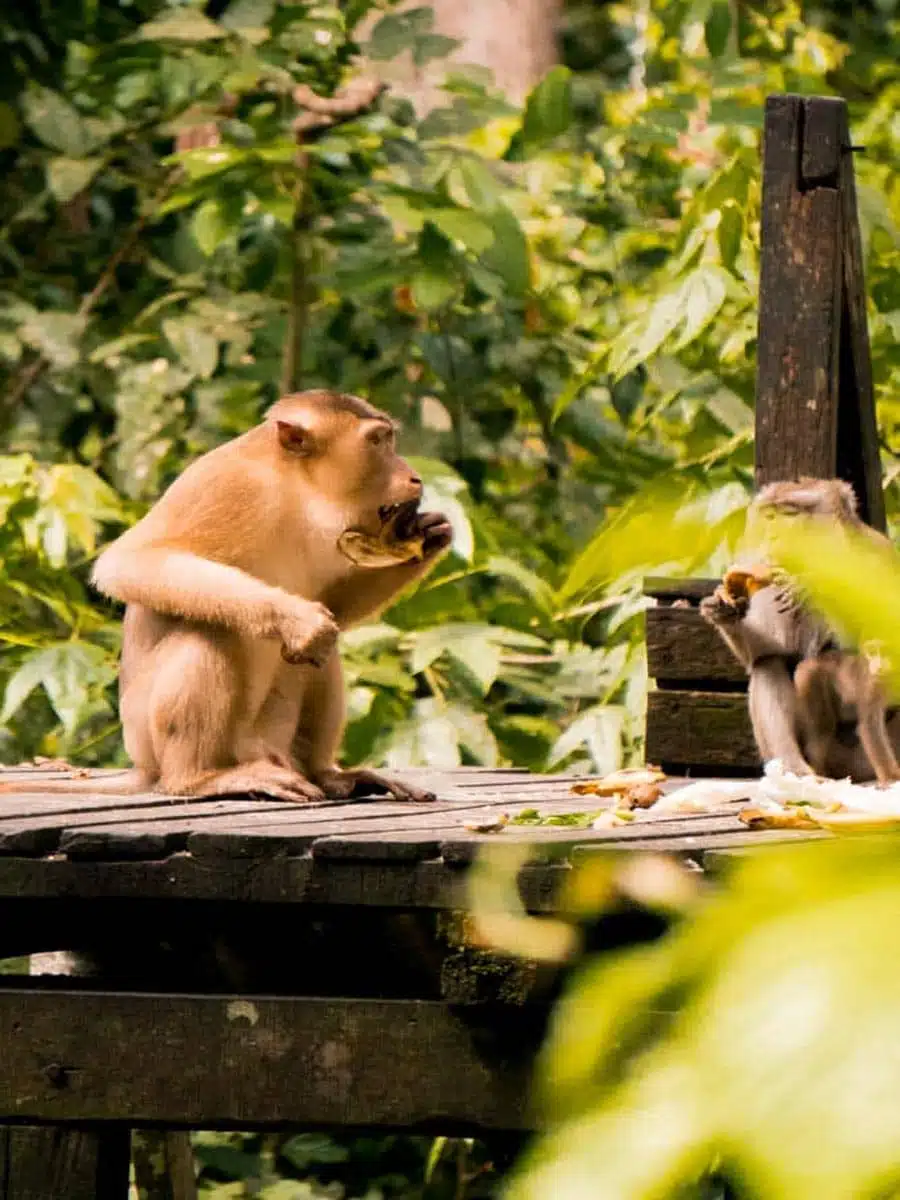 Sepilok Orangutan Sanctuary Borneo