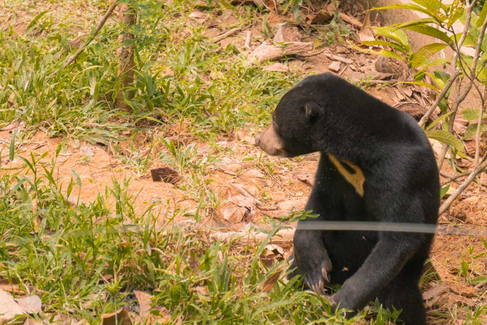 Sun Bear