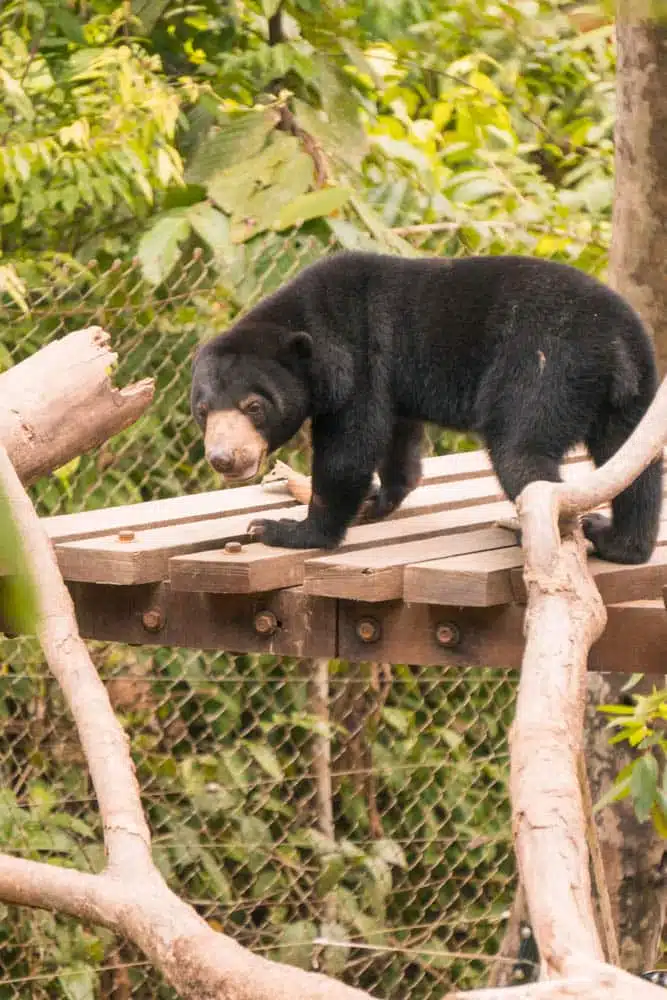 Sun Bear