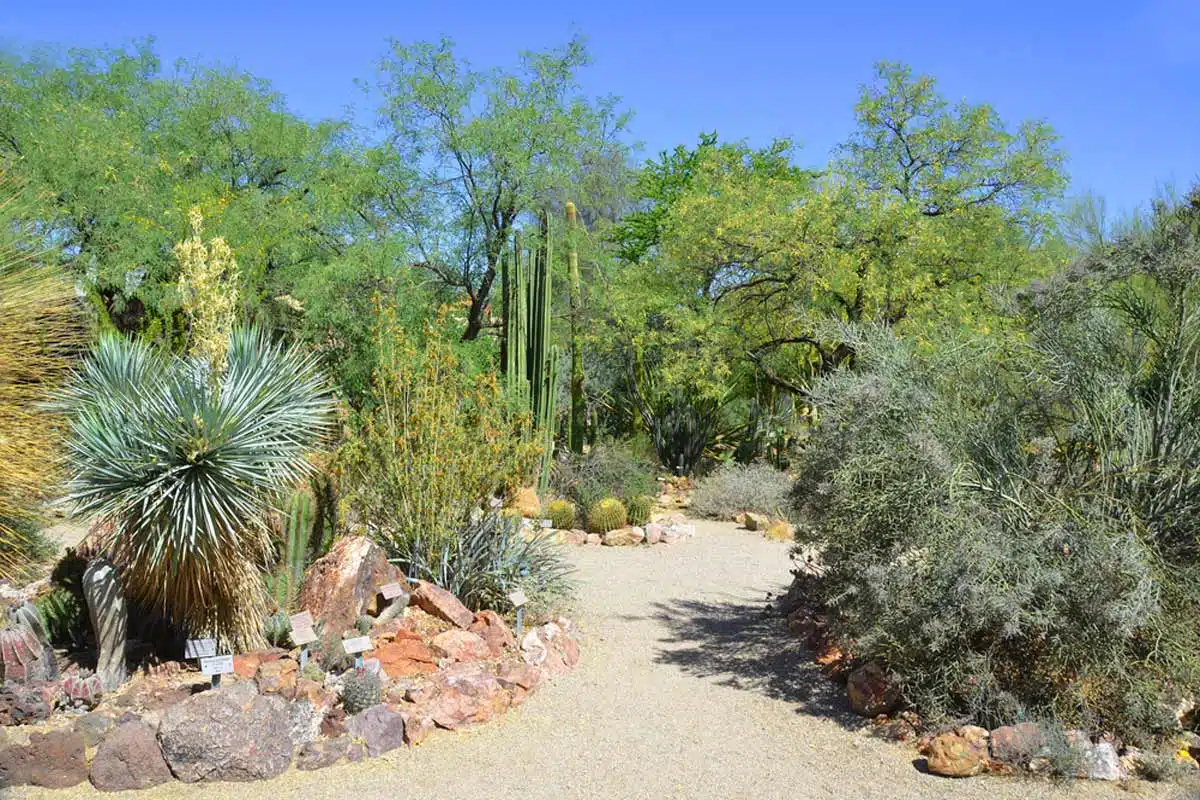 Tucson Botanical Gardens