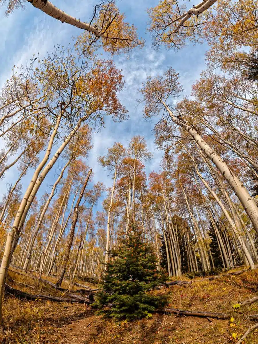 Aspen Vista Trails