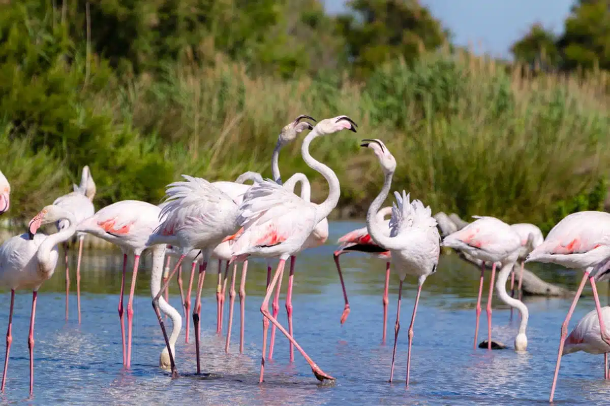 Camargue, France