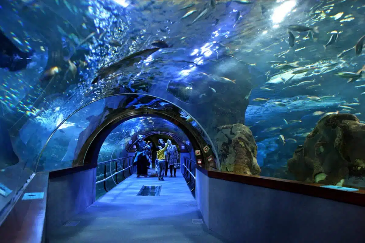 The Aquarium of San Sebastian 