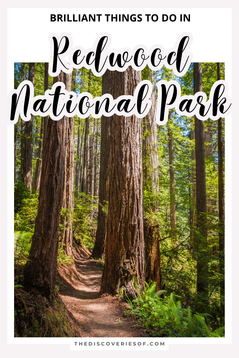 Best Things to Do in Redwood National Park
