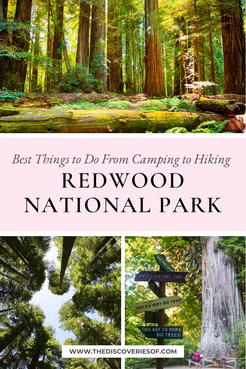 Best Things to Do in Redwood National Park