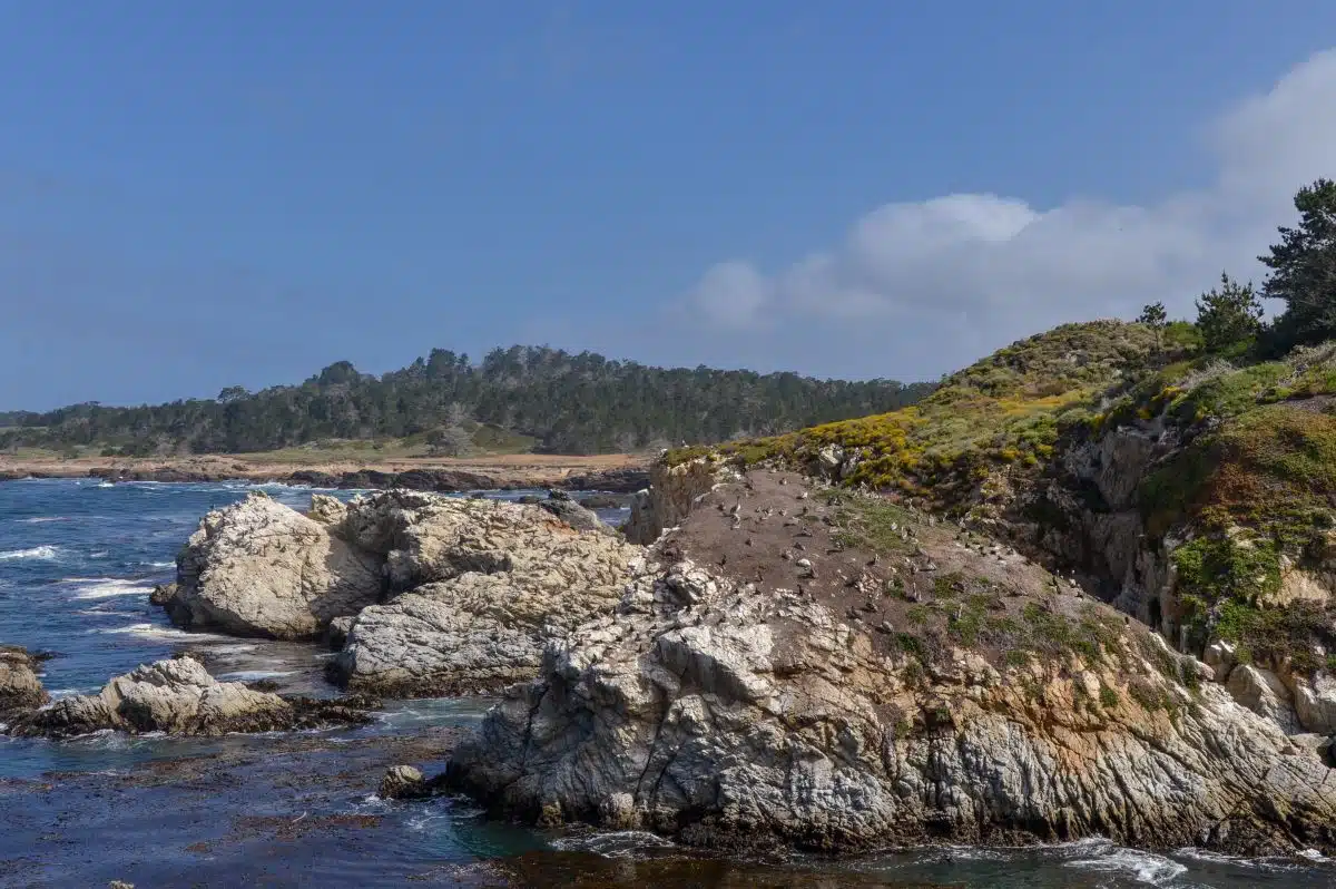 Bird Point California