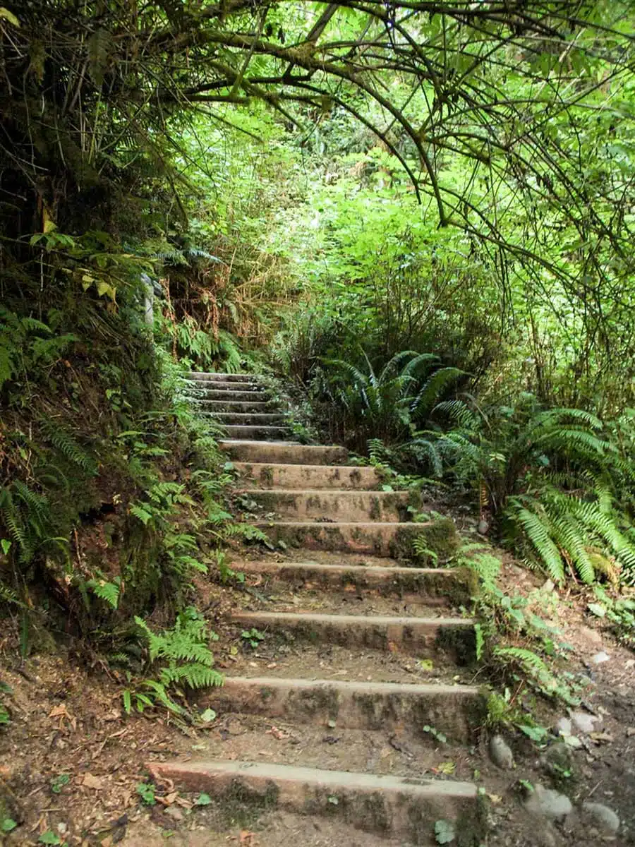 Fern Canyon