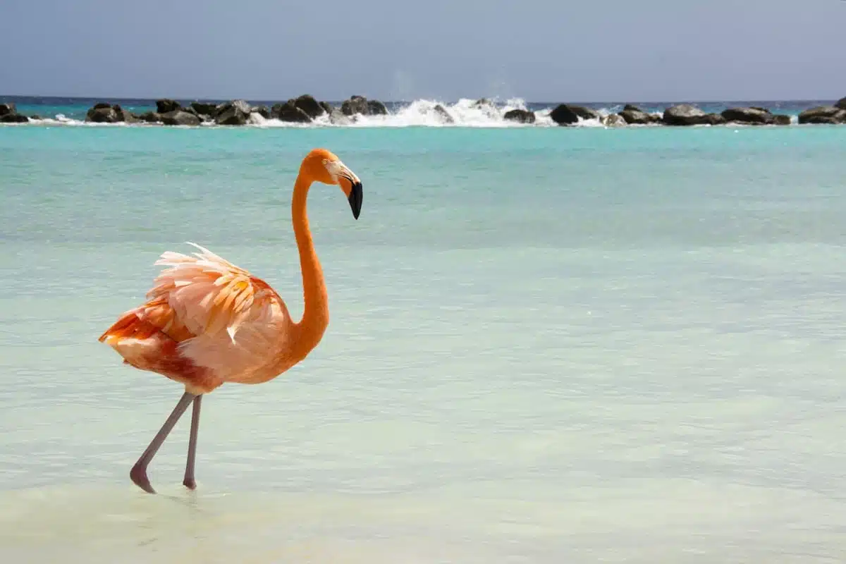 Flamingo Beach Aruba