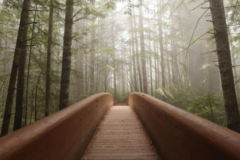 Stunning Hikes in Redwood National Park: Trails to Help You Discover the Towering Redwoods