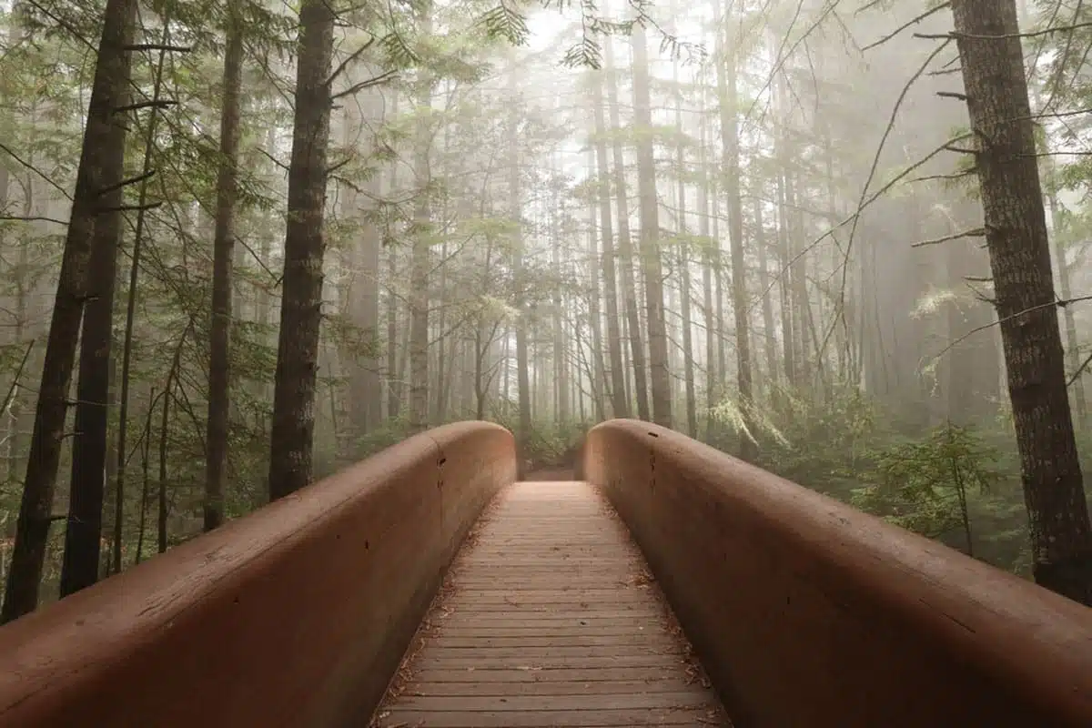 Lady Bird Johnson Grove, Redwoods National and State Parks, California