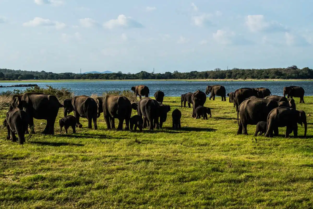 Minneriya National Park