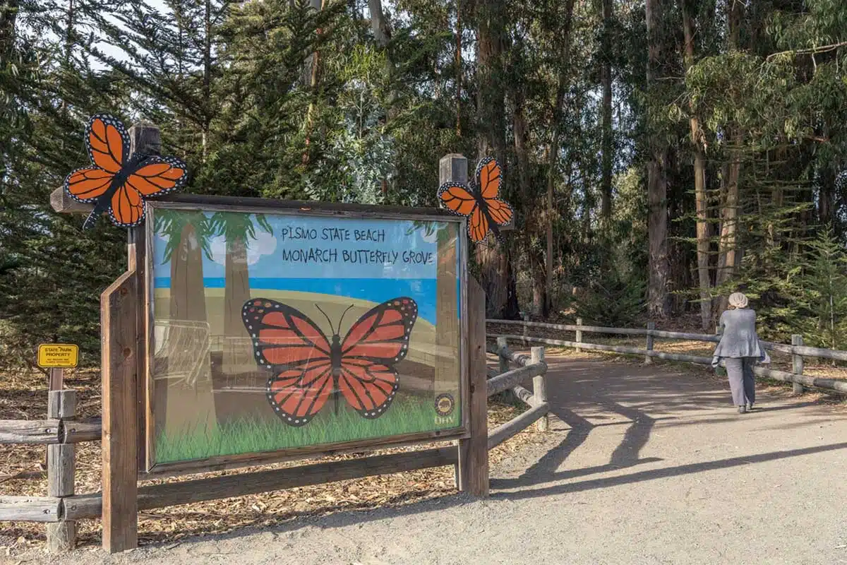 Pismo Beach Monarch Butterfly Grove