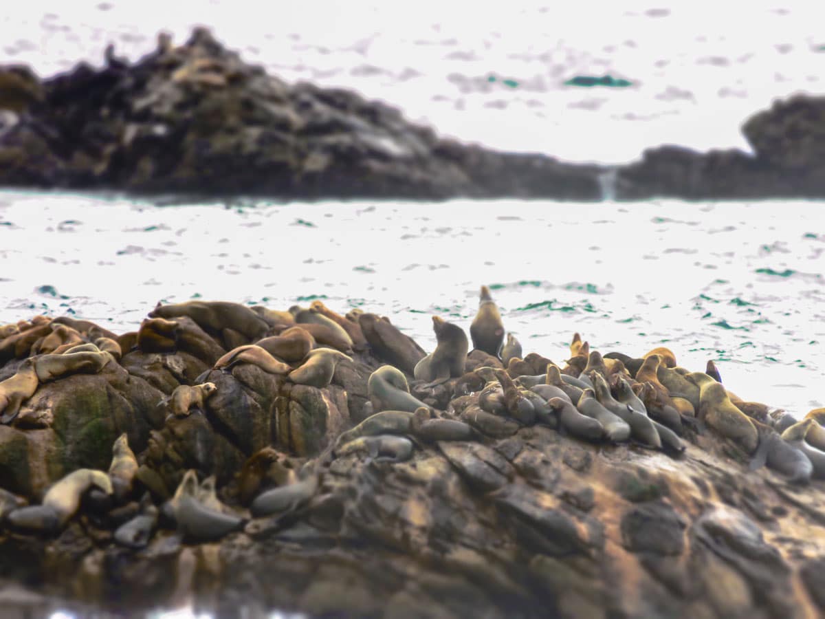 Point Lobos State Natural Reserve