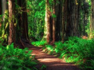 Redwood National Park