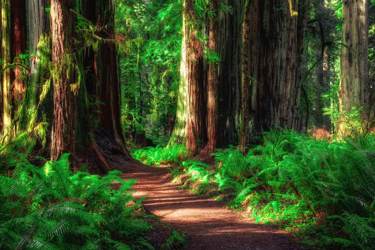 Redwood National Park