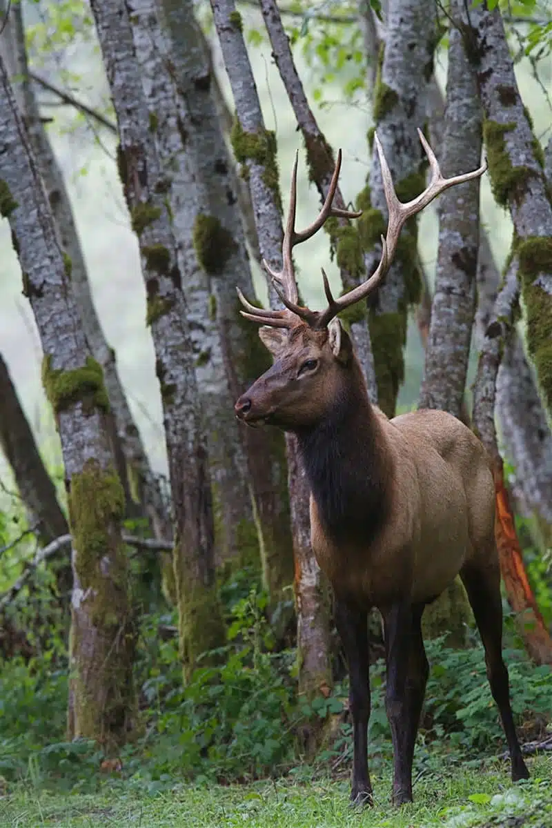 Roosevelt Elk