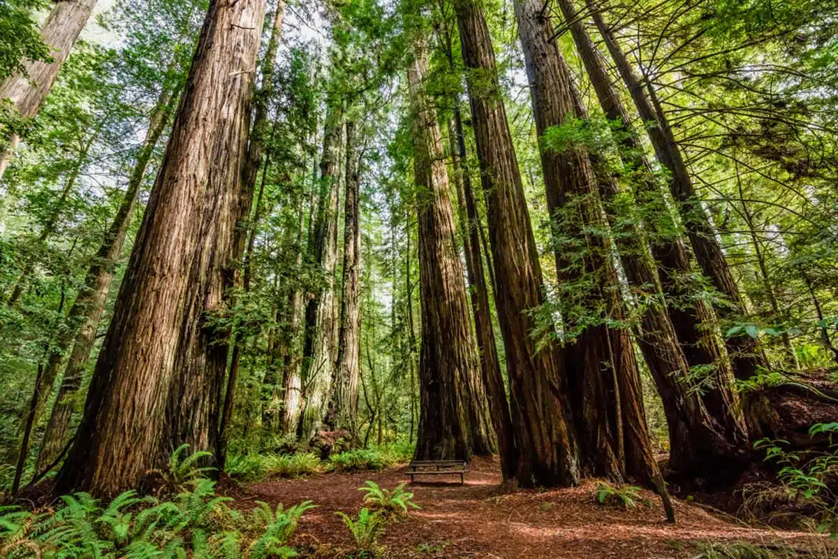 Tall Trees Grove, Redwood National Park, California