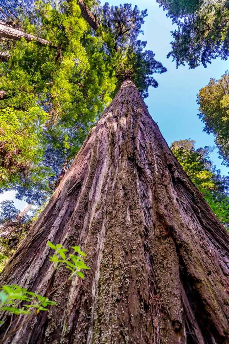 Redwood National Park