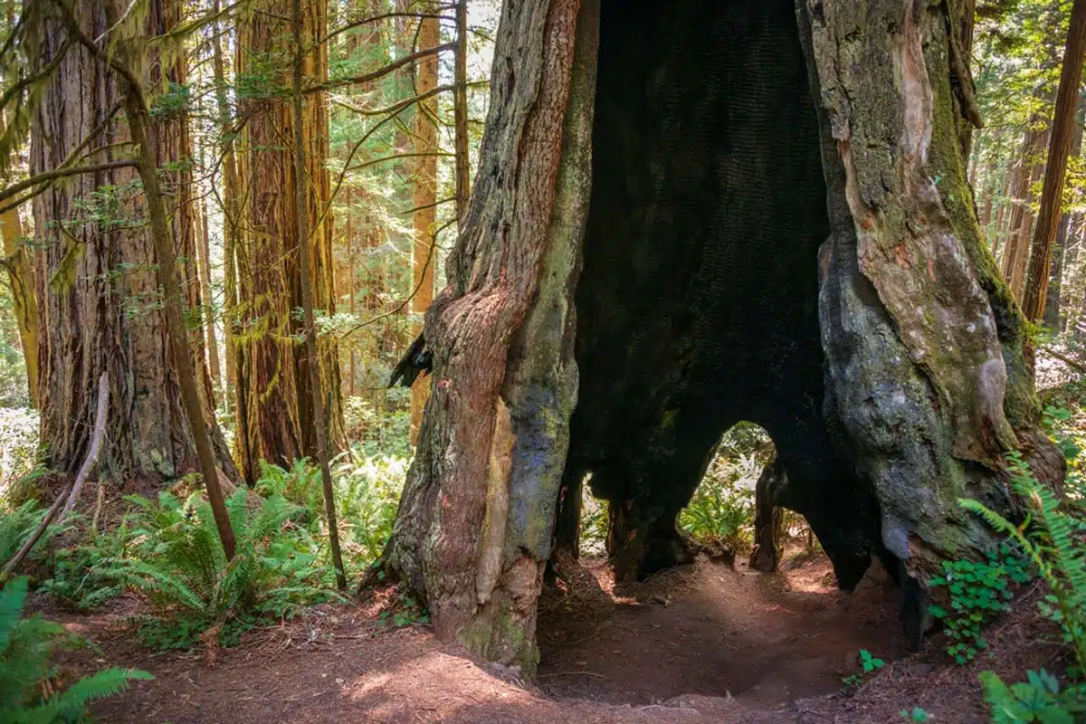 Redwood National Park