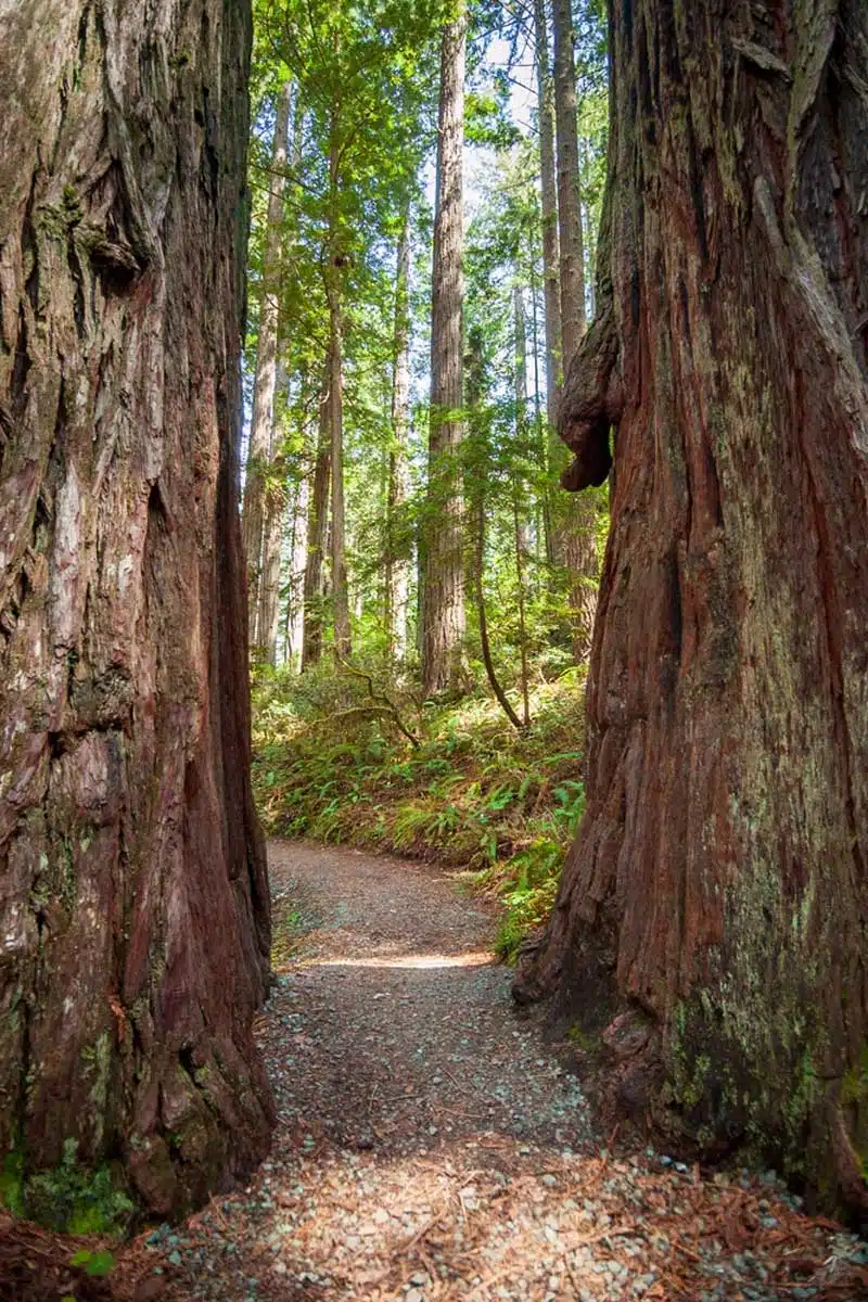 Redwood National Park