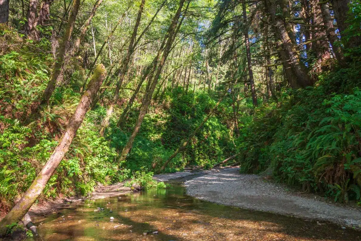 Redwood National Park